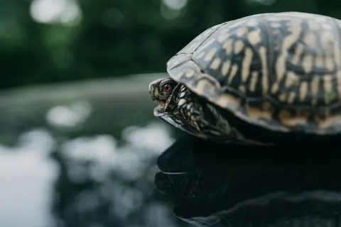 Swimming Turtle 4K Wallpaper · underwater · 3840×2560