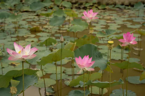 Lotus 4K Wallpaper · flowers · 3840×2560