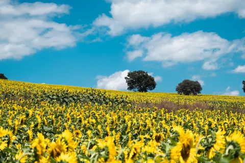 Sunflower Field 4K Wallpaper · flowers · 3840×2560