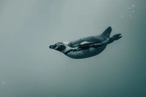 Sfondo Tartaruga che Nuota 4K · underwater · 3840×2560