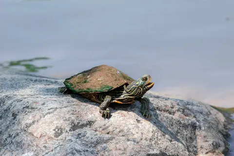 Swimming Turtle 4K Wallpaper · underwater · 3840×2563