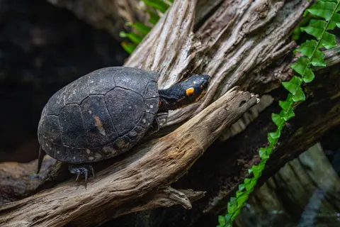 Swimming Turtle 4K Wallpaper · underwater · 3840×2560