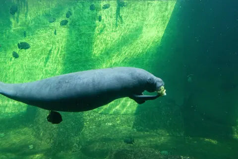 Sfondo Tartaruga che Nuota 4K · underwater · 3840×2560