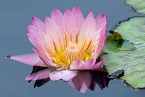 Wallpaper Bunga Teratai 4K · flowers · 3840×2560
