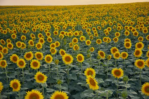 Sunflower Field 4K Wallpaper · flowers · 3840×2560