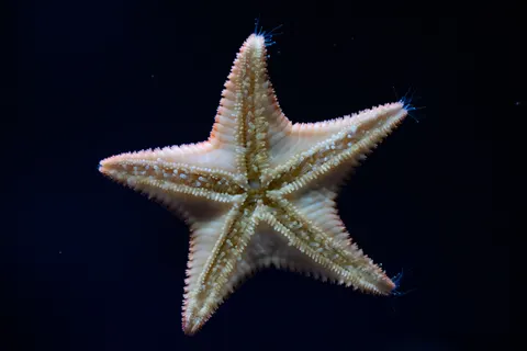 Leuchtende Qualle 4K Hintergrundbild · underwater · 3840×2560