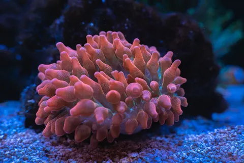 Glowing Jellyfish 4K Wallpaper · underwater · 3840×2561