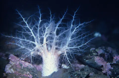 Glowing Jellyfish 4K Wallpaper · underwater · 3840×2536