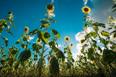 Sunflower Field 4K Wallpaper · flowers · 3840×2560