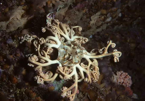 發光水母 4K桌布 · underwater · 3840×2676