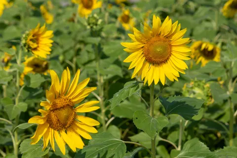 Sunflower Field 4K Wallpaper · flowers · 3840×2560