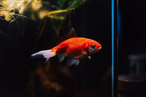 चमकती जेलीफ़िश 4K वॉलपेपर · underwater · 3840×2560