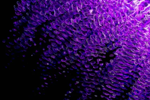 發光水母 4K桌布 · underwater · 3840×2560
