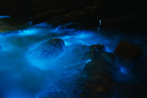 Leuchtende Qualle 4K Hintergrundbild · underwater · 3840×2560