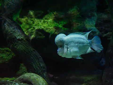 Sfondo Medusa Luminosa 4K · underwater · 3840×2880