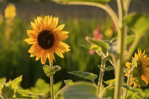 Sunflower Field 4K Wallpaper · flowers · 3840×2560