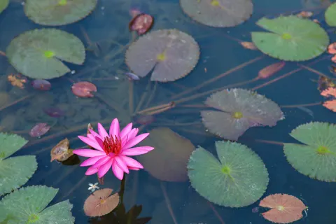 Sfondo Loto 4K · flowers · 3840×2560