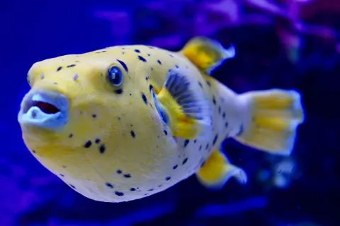 Diver 4K Wallpaper · underwater · 3840×2560
