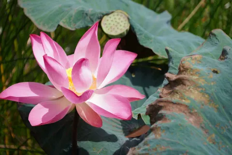 Lotus 4K Wallpaper · flowers · 3840×2560