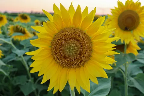 Sunflower Field 4K Wallpaper · flowers · 3840×2560