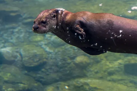 गोताखोर 4K वॉलपेपर · underwater · 3840×2560