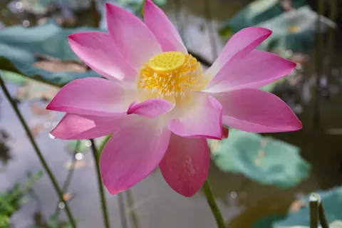 Fondo de pantalla Loto 4K · flowers · 3840×2560