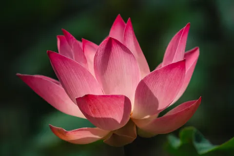 Sfondo Loto 4K · flowers · 3840×2561