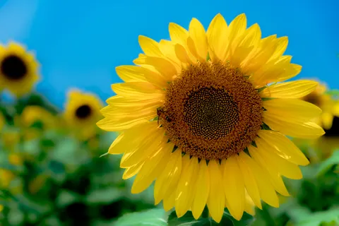 Sunflower Field 4K Wallpaper · flowers · 3840×2560