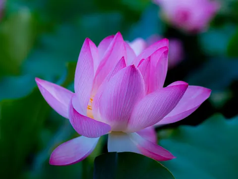 Sfondo Loto 4K · flowers · 3840×2892
