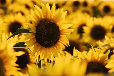 Sunflower Field 4K Wallpaper · flowers · 3840×2560