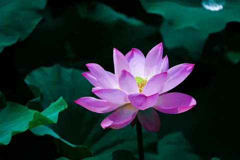 Tapeta Lotos 4K · flowers · 3840×2560