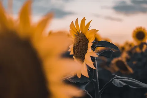 Sunflower Field 4K Wallpaper · flowers · 3840×2560