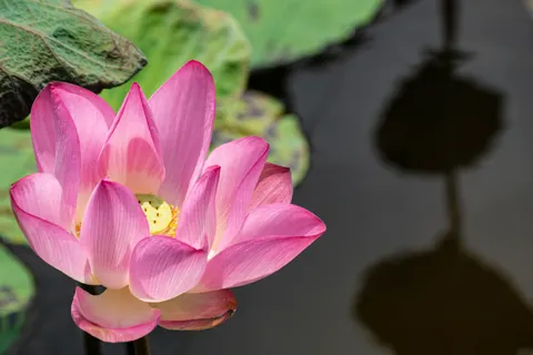 Hình nền Hoa Sen 4K · flowers · 3840×2560