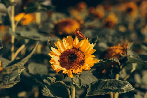 Fond d'écran Champ de tournesols 4K · flowers · 3840×2560