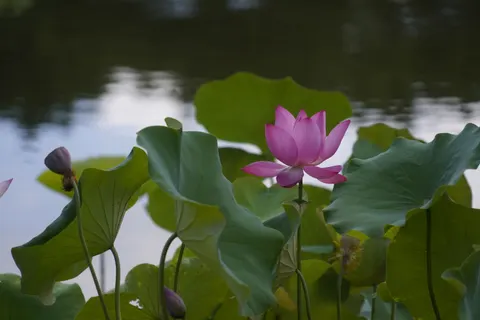 Tapeta Lotos 4K · flowers · 3840×2560