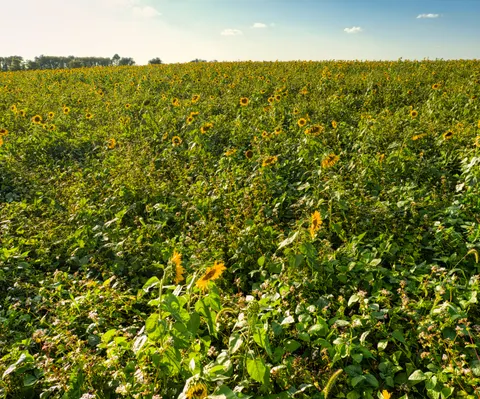 Sunflower Field 4K Wallpaper · flowers · 3840×3193