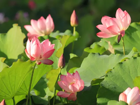 Обои Лотос 4K · flowers · 3840×2892