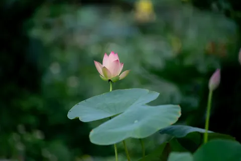 Lotus 4K Wallpaper · flowers · 3840×2560