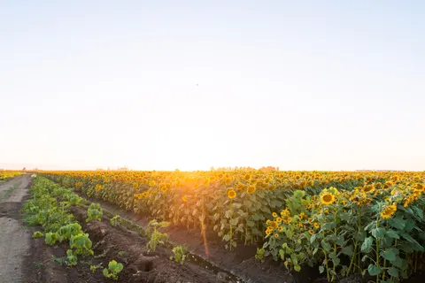 Sunflower Field 4K Wallpaper · flowers · 3840×2560