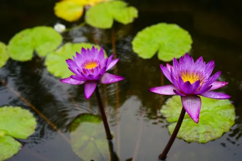 Lotus 4K Wallpaper · flowers · 3840×2560