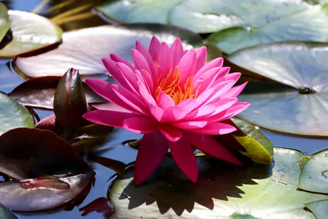 Sfondo Loto 4K · flowers · 3840×2560