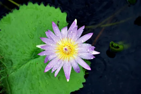 Lotus 4K Wallpaper · flowers · 3840×2560