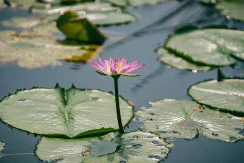 कमल 4K वॉलपेपर · flowers · 3840×2560