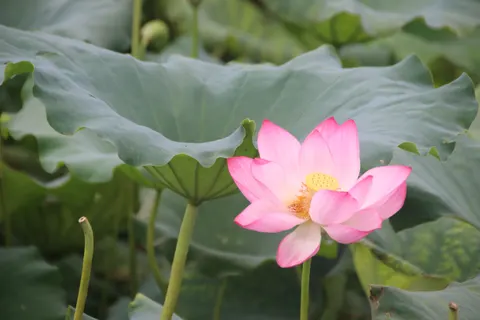 Wallpaper Bunga Teratai 4K · flowers · 3840×2560