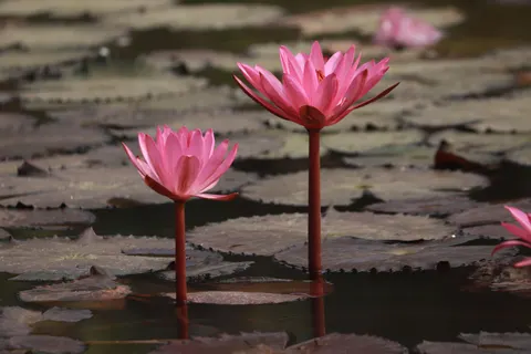 Lotus 4K Wallpaper · flowers · 3840×2560