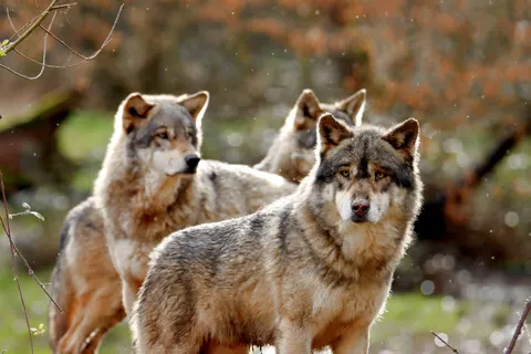 Fondo de pantalla Lobo 4K · animals · 3840×2560