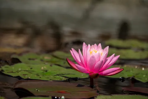 Sfondo Loto 4K · flowers · 3840×2560