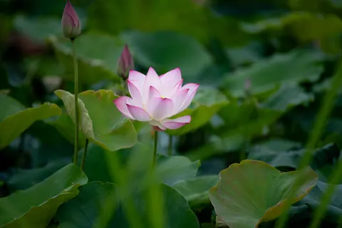 Обои Лотос 4K · flowers · 3840×2560
