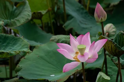 कमल 4K वॉलपेपर · flowers · 3840×2560