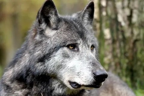 Fond d'écran Loup 4K · animals · 3840×2560